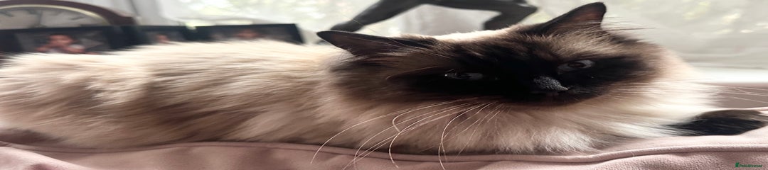 Ragdoll cat 