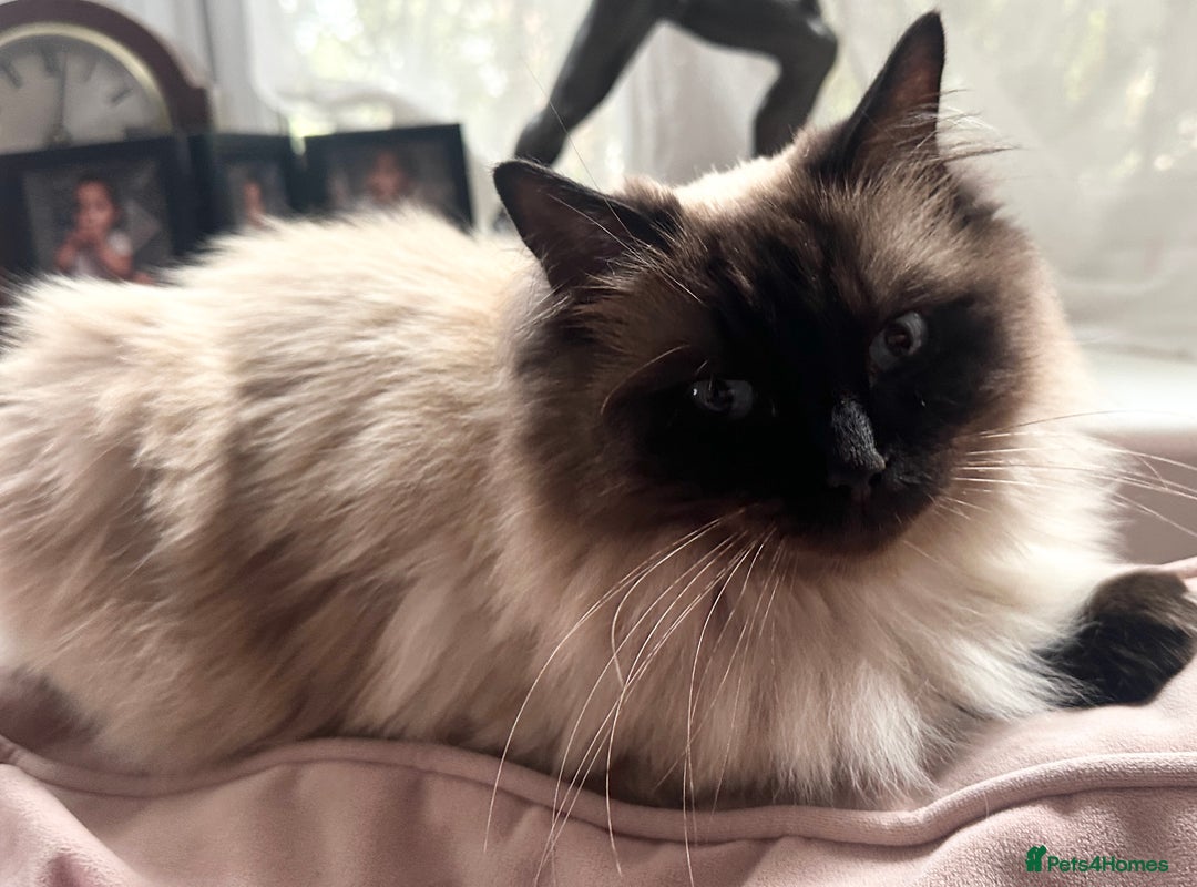 Ragdoll cats for sale: Seal point ragdoll cat  - Image 4