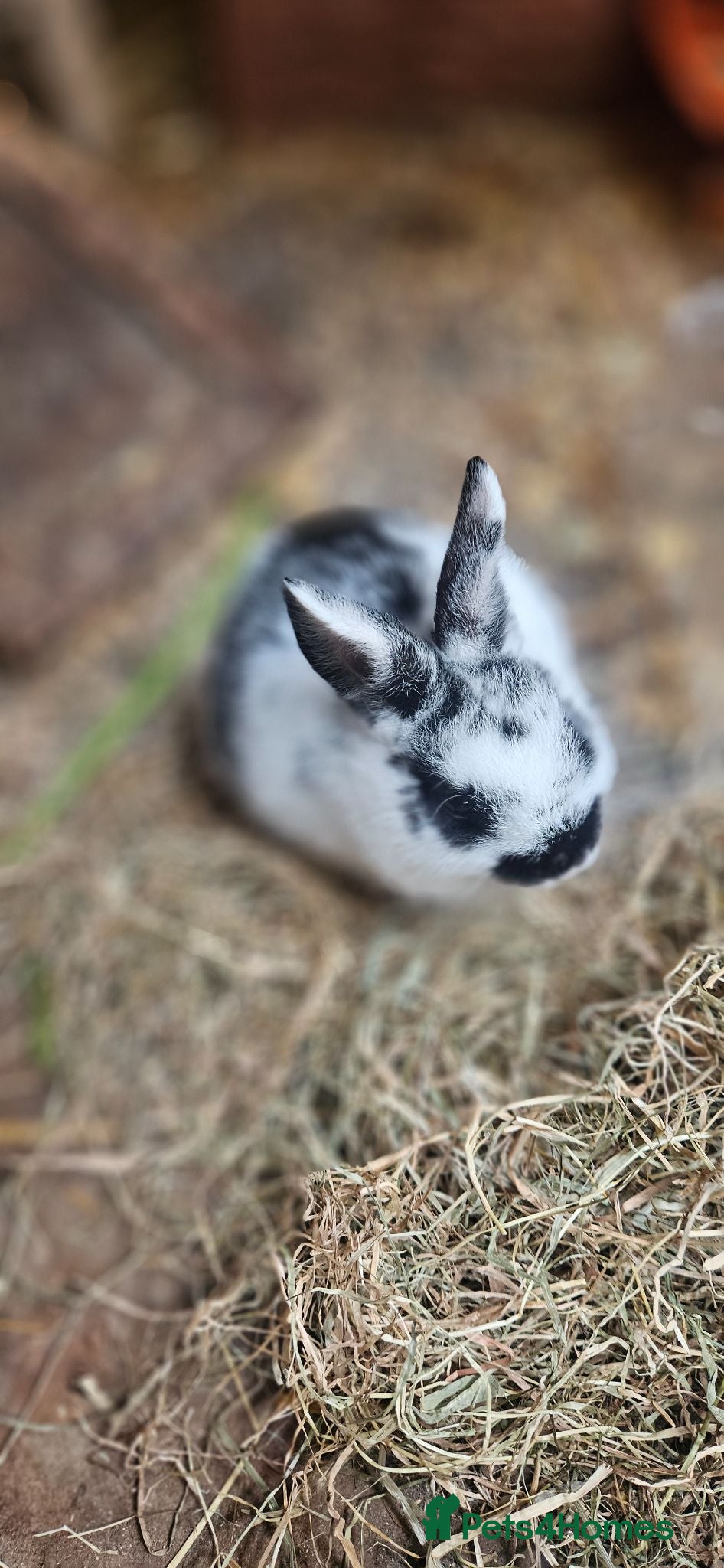 Mixed Breed rabbits They are very friendly family 🥰 - Advert 1