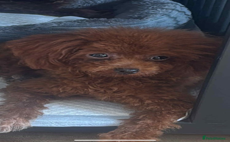 Toy Poodle dogs - Advert 1