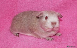 Guinea Pig rodents for sale: Baby male guinea pigs for sale - Image 4