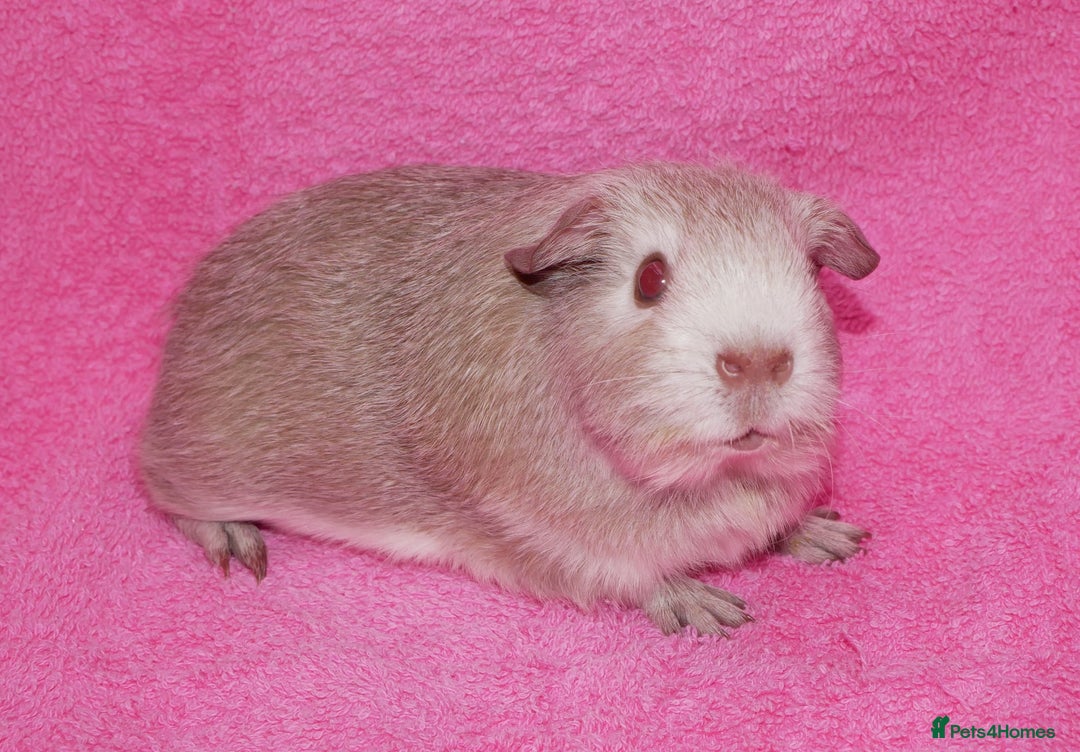 Guinea Pig rodents for sale: Baby male guinea pigs for sale - Image 4