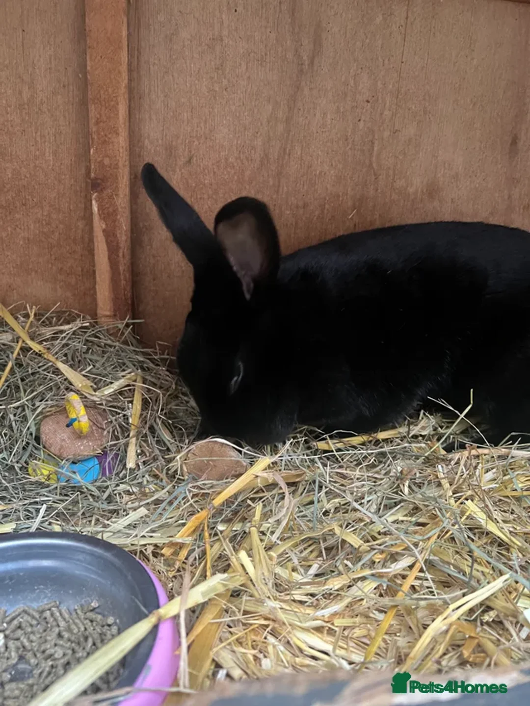 Dutch rabbits for sale: Mixed Dutch rabbits - Advert 2