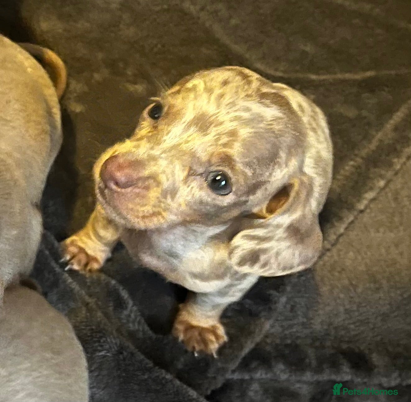 Miniature Dachshund dogs miniature dachshund pups - Advert 1