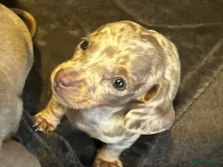 Miniature Dachshund dogs miniature dachshund pups - Advert 1