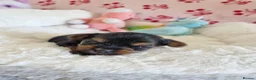 Yorkshire Terrier dogs for sale: Yorkshire terrier puppies in Bolton - Advert 9
