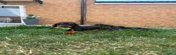Mixed Breed dogs for sale: 🐾 Mini Bassets 🐾 - Advert 16