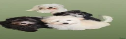 Coton De Tulear dogs for sale: Cotonpoo/Cotonoodle puppies  - Advert 3