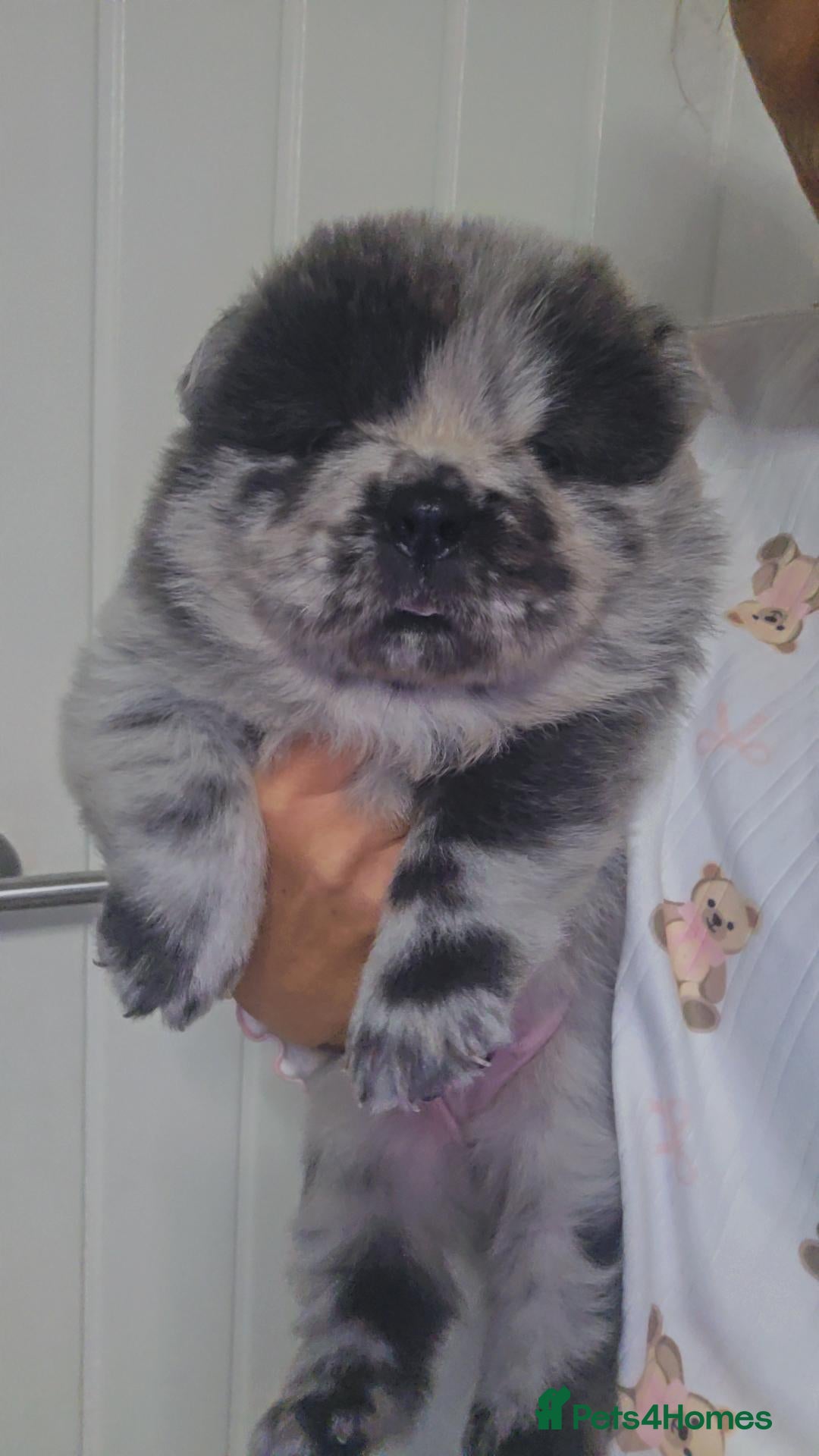 Chow Chow dogs DWKC PURE CHOW CHOW PUPS - Advert 1