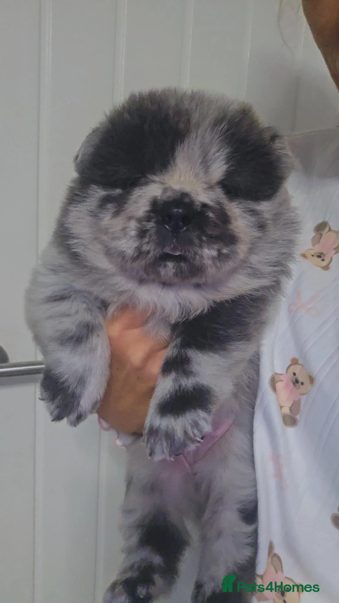 Chow Chow dogs for sale: DWKC PURE CHOW CHOW PUPS - Advert 1