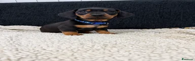 Miniature Dachshund Puppy - Black & Tan 