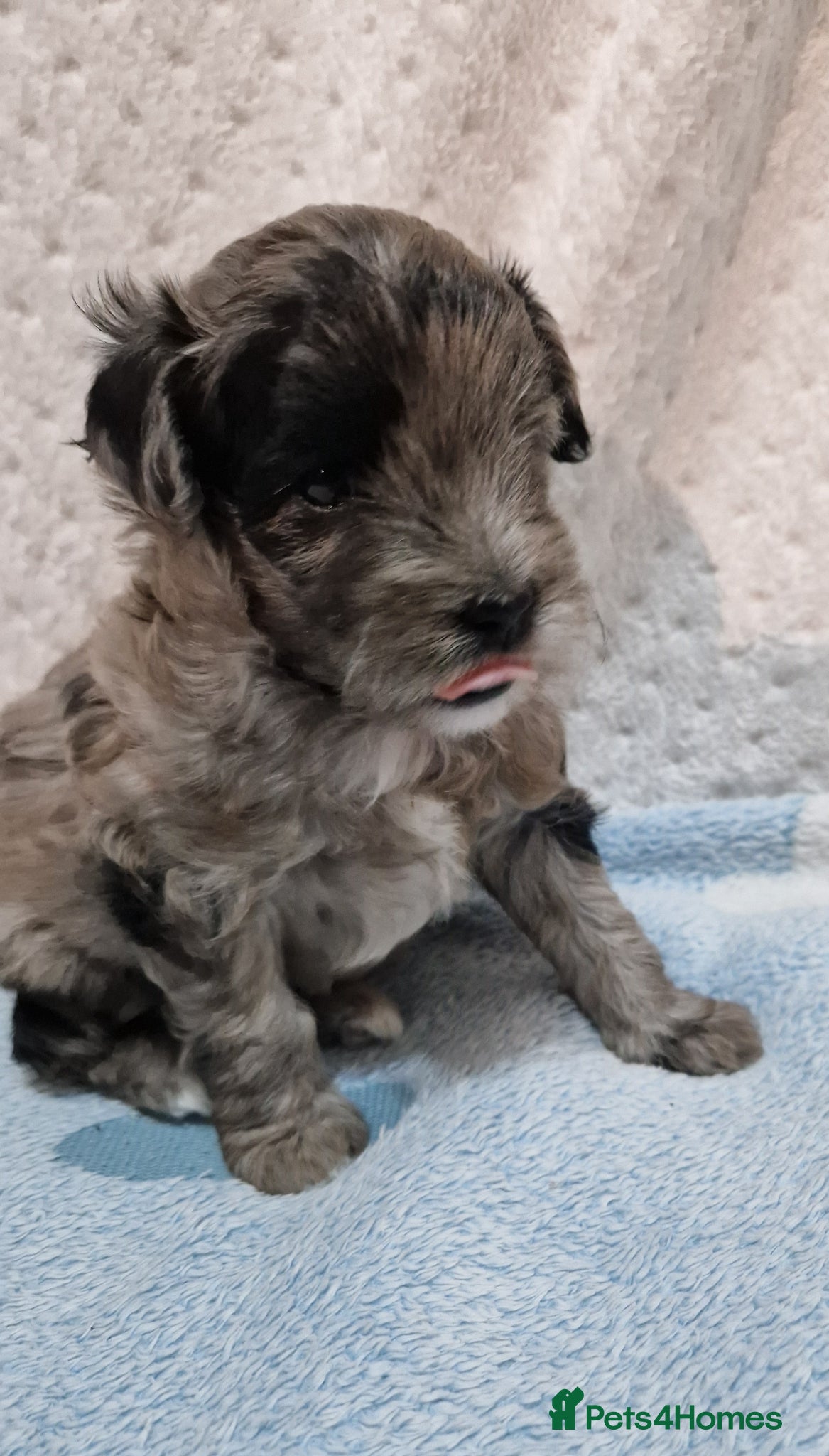 Maltipoo dogs Maltipoo boys for sale Apricot & Rare silver  💙 - Advert 6