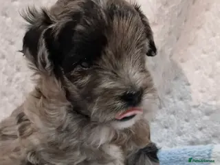 Maltipoo dogs Maltipoo boys for sale Apricot & Rare silver 💙 - Advert 6