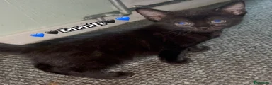 Emmitt - Black Kitten