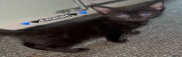 Mixed Breed cats for sale:  Beautiful cuddly kittens  - Advert 7