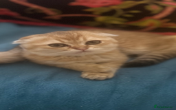 Scottish Fold cats for sale: Gold Chinchilla Scottish fold baby’s  - Image 4