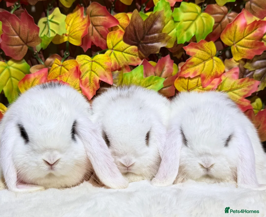 Mini Lop rabbits for sale: Quality Mini Lop girls ready now (Super tame) - Advert 18