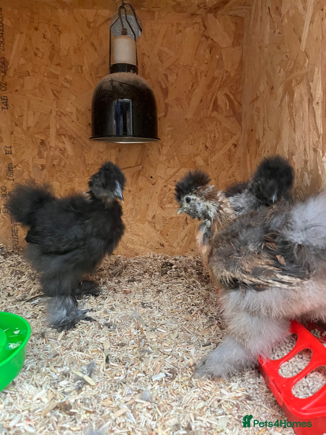 Mixed Breed poultry for sale: Indian runner ducklings and Silkies  - Advert 17