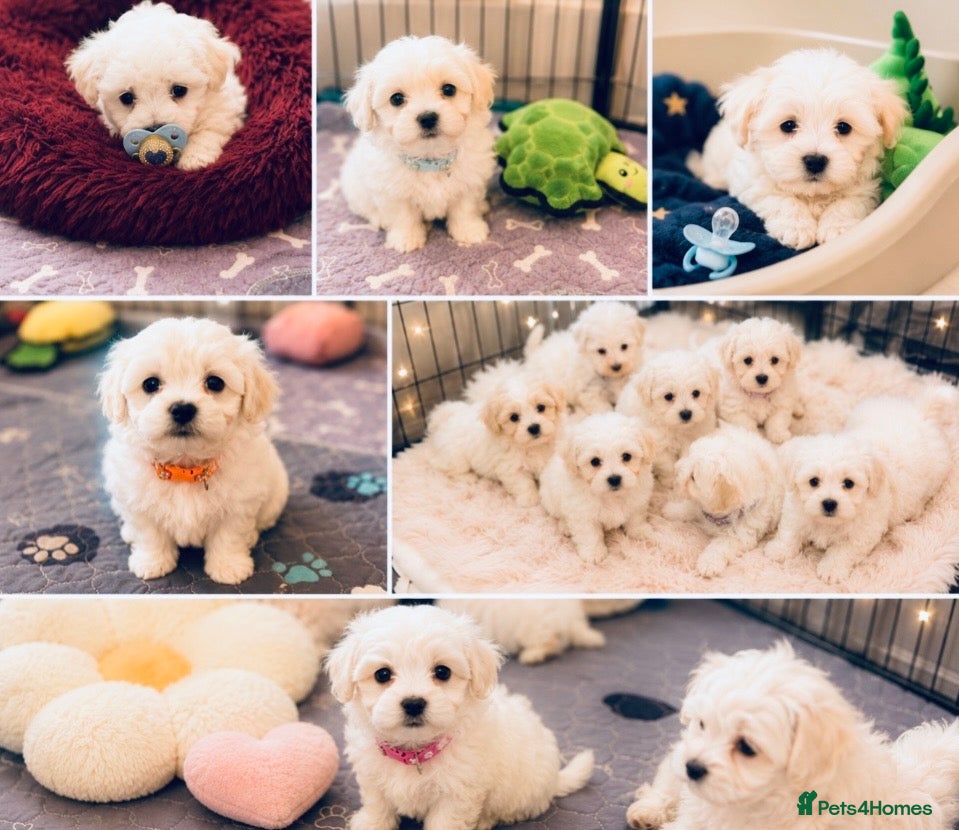 Mixed Breed dogs Very petite pretty Maltese x coton de Tuléar pups  - Advert 10