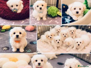 Mixed Breed dogs Very petite pretty Maltese x coton de Tuléar pups - Advert 13