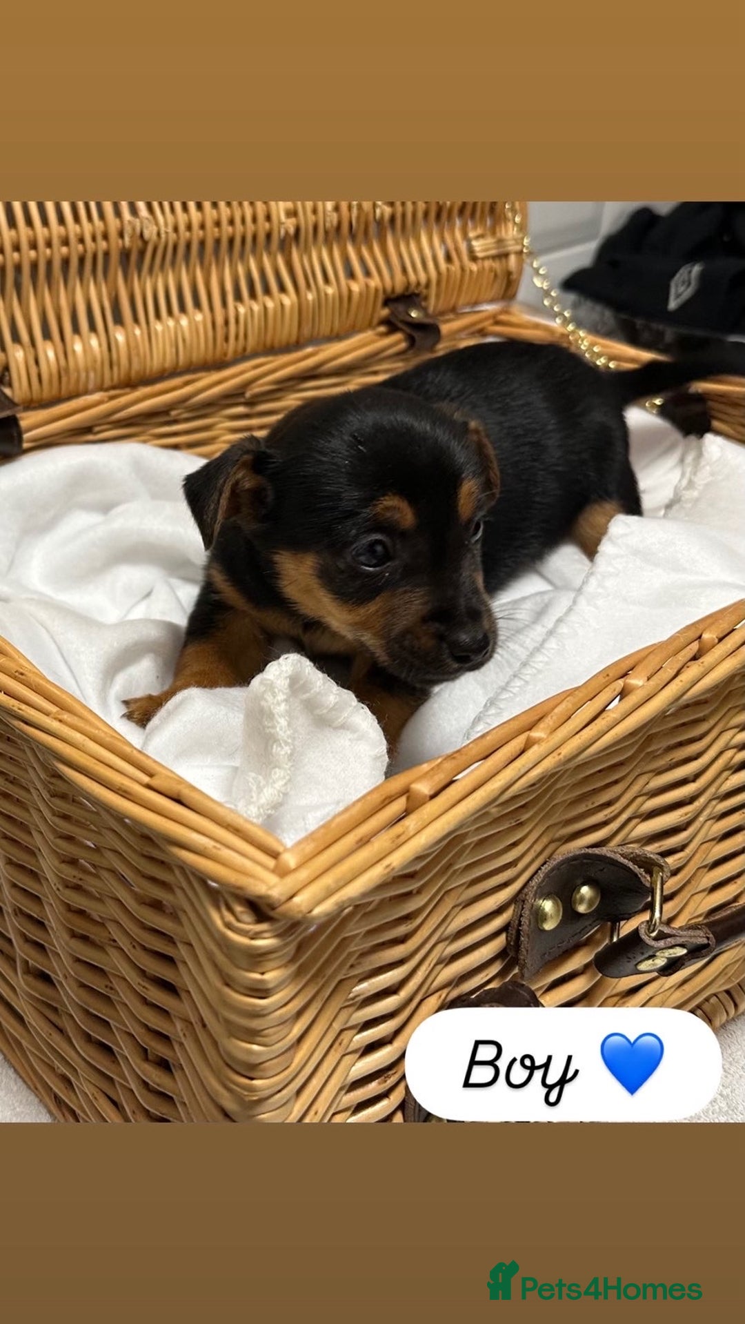 Jack Russell dogs for sale: Jack Russel Puppies  - Advert 4