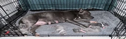 Staffordshire Bull Terrier dogs for sale: 💙KC BLUE STAFFORDSHIRE BULL TERRIER PUPPIES💙 - Advert 25