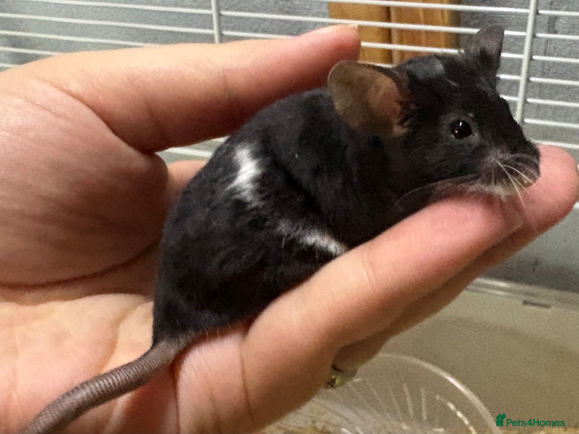 Mouse rodents Really friendly black & white male - Advert 2