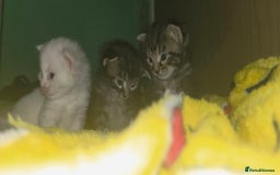 Maine Coon cats for sale: Maincoone  - Image 4
