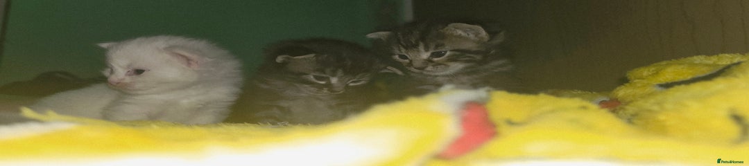 Maine Coon Kitten 5