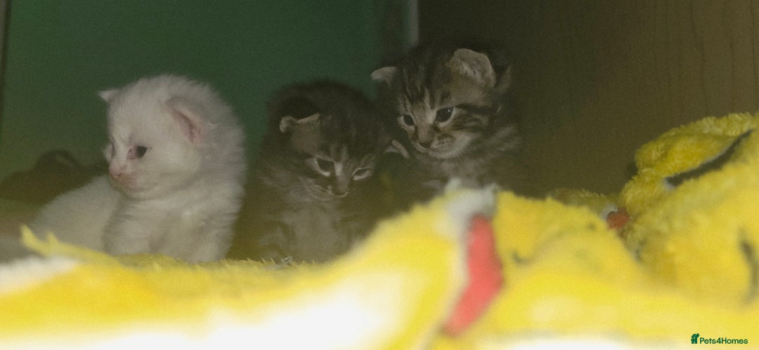Maine Coon cats for sale: Maincoone  - Image 4