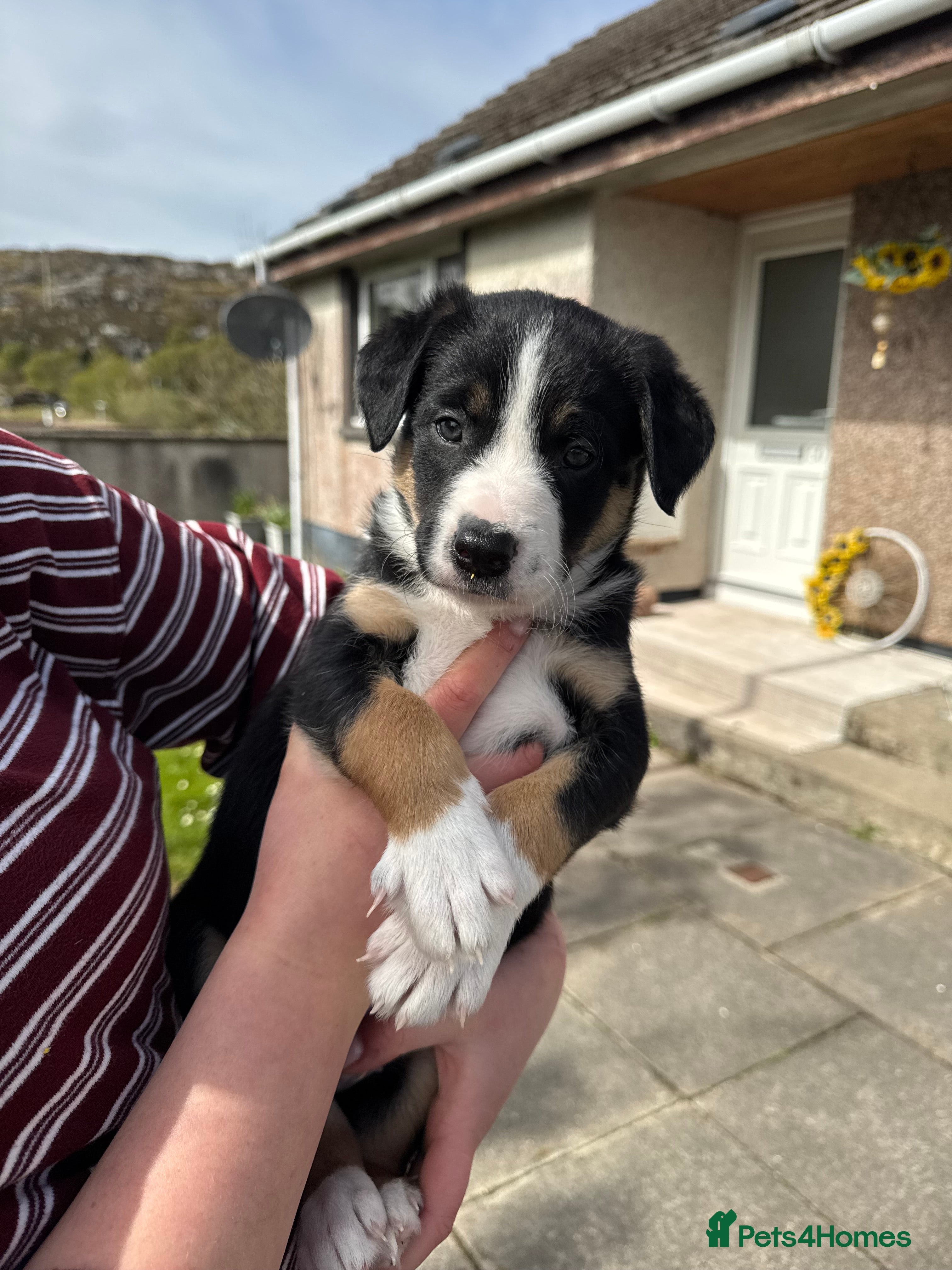 Border Collie dogs Blue Merle/tri collies - Advert 2