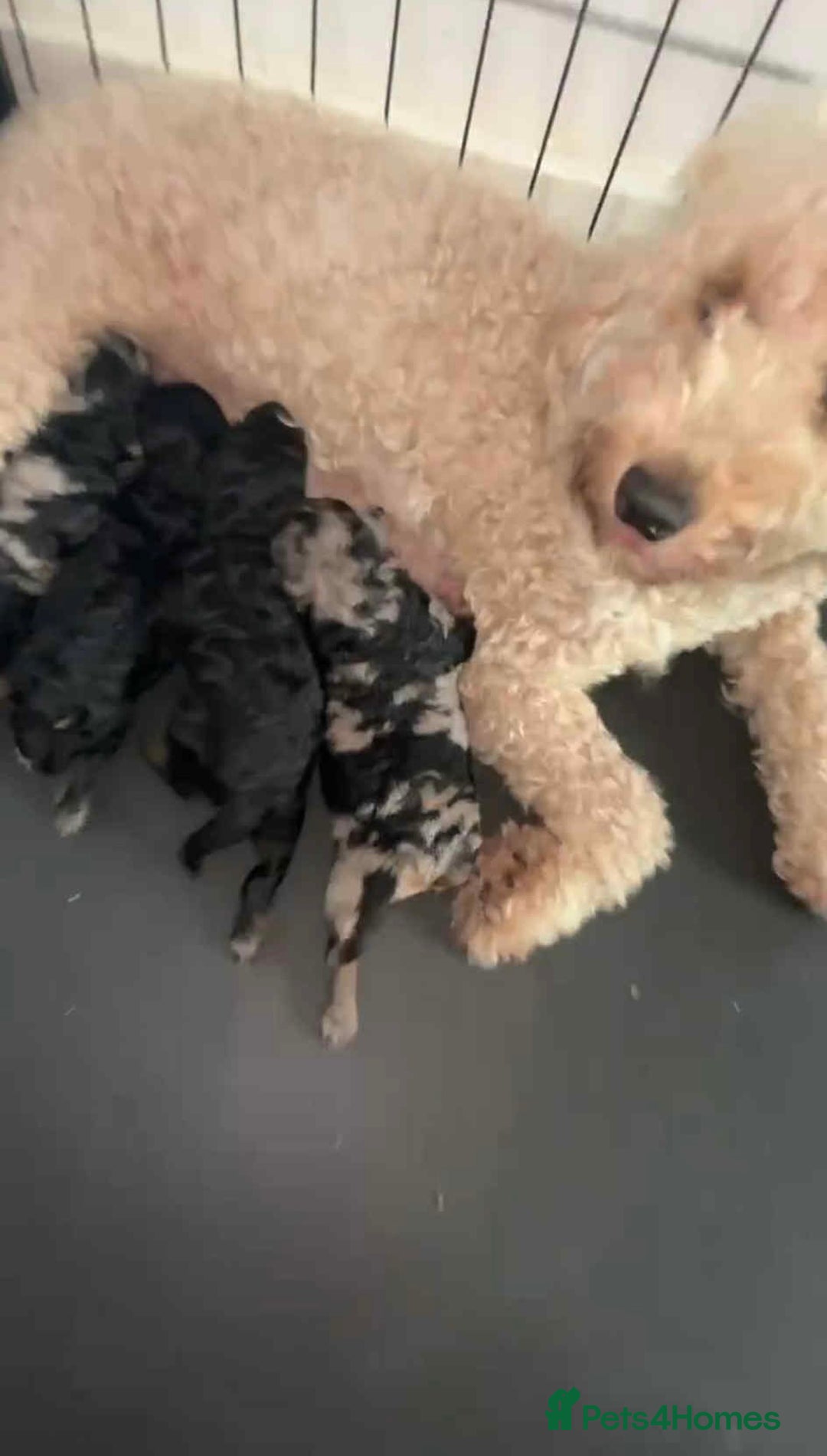 Miniature Poodle dogs for sale: Miniature Poodles - Advert 3