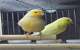 Canaries birds for sale: 2 male canarys - Image 3