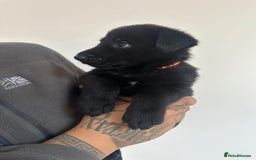 German Shepherd dogs for sale: Working line black GSD puppies - Image 6