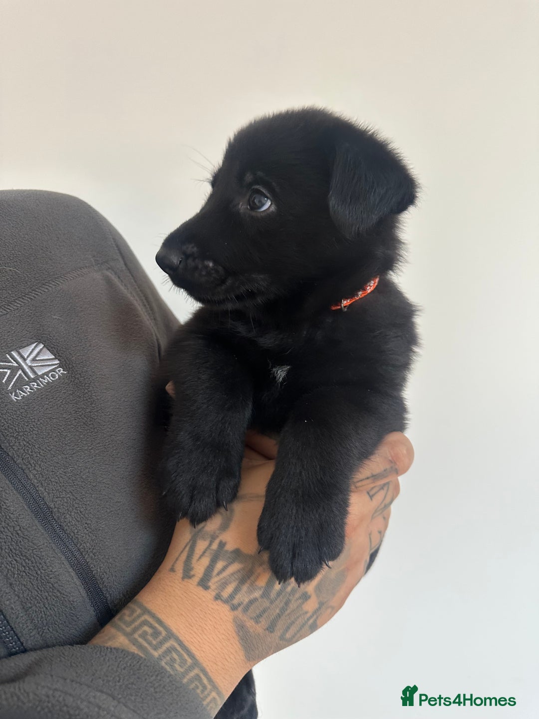 German Shepherd dogs for sale: Working line black GSD puppies - Image 6