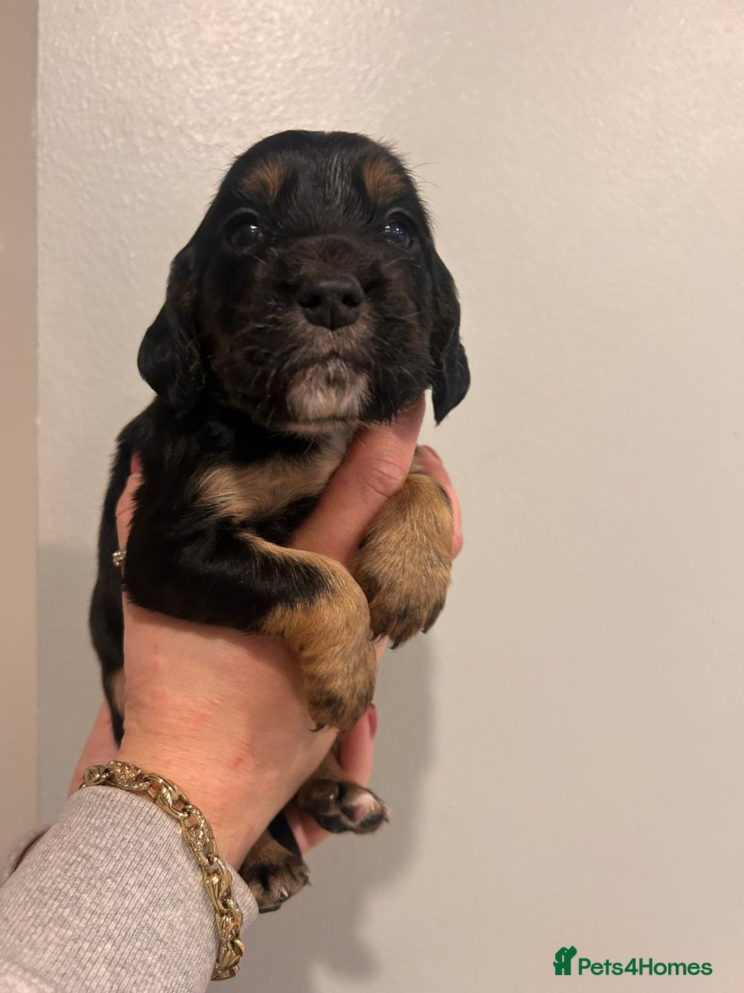 Sprocker dogs for sale: 🐾 Beautiful Sprocker Spaniel Puppies – £1000 🐾 - Advert 9