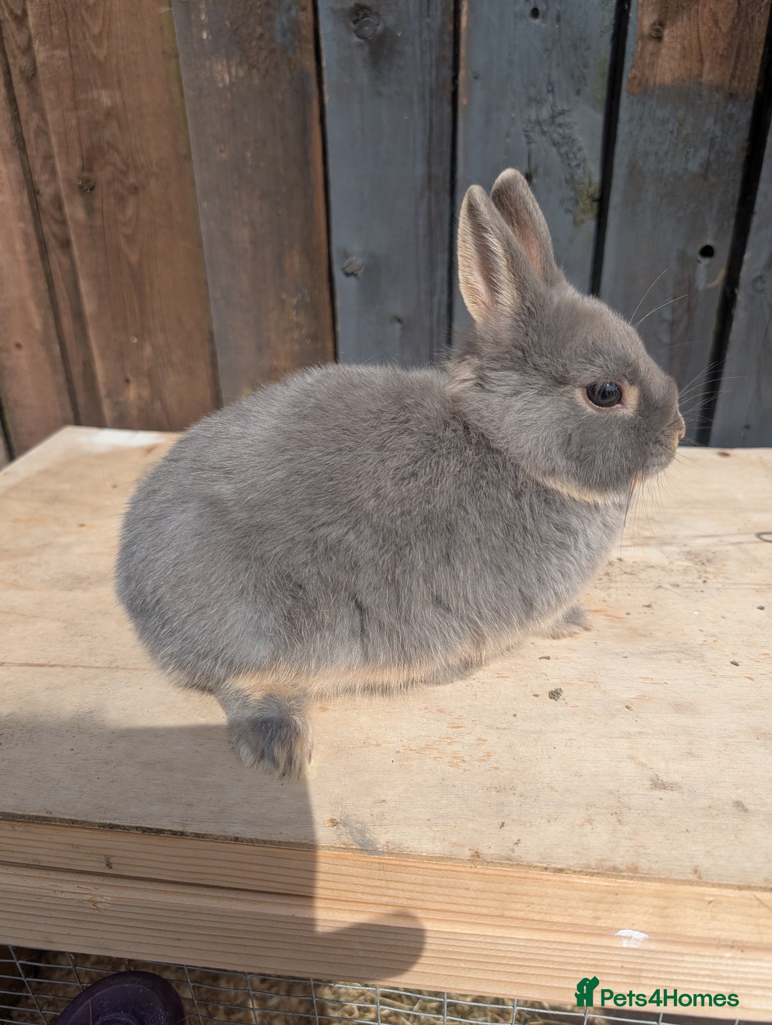 Netherland Dwarf rabbits Netherland dwarf babys  - Advert 2