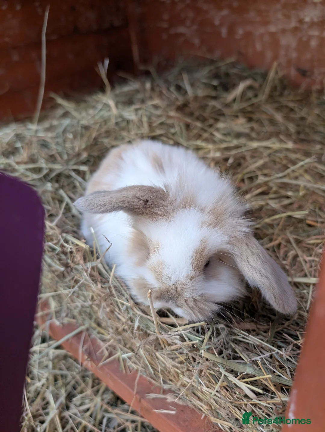 Mini Lion Lop rabbits for sale: Mini lionlops - Advert 7