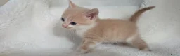 British Shorthair cats for sale: MIXED British Shorthair - Advert 24