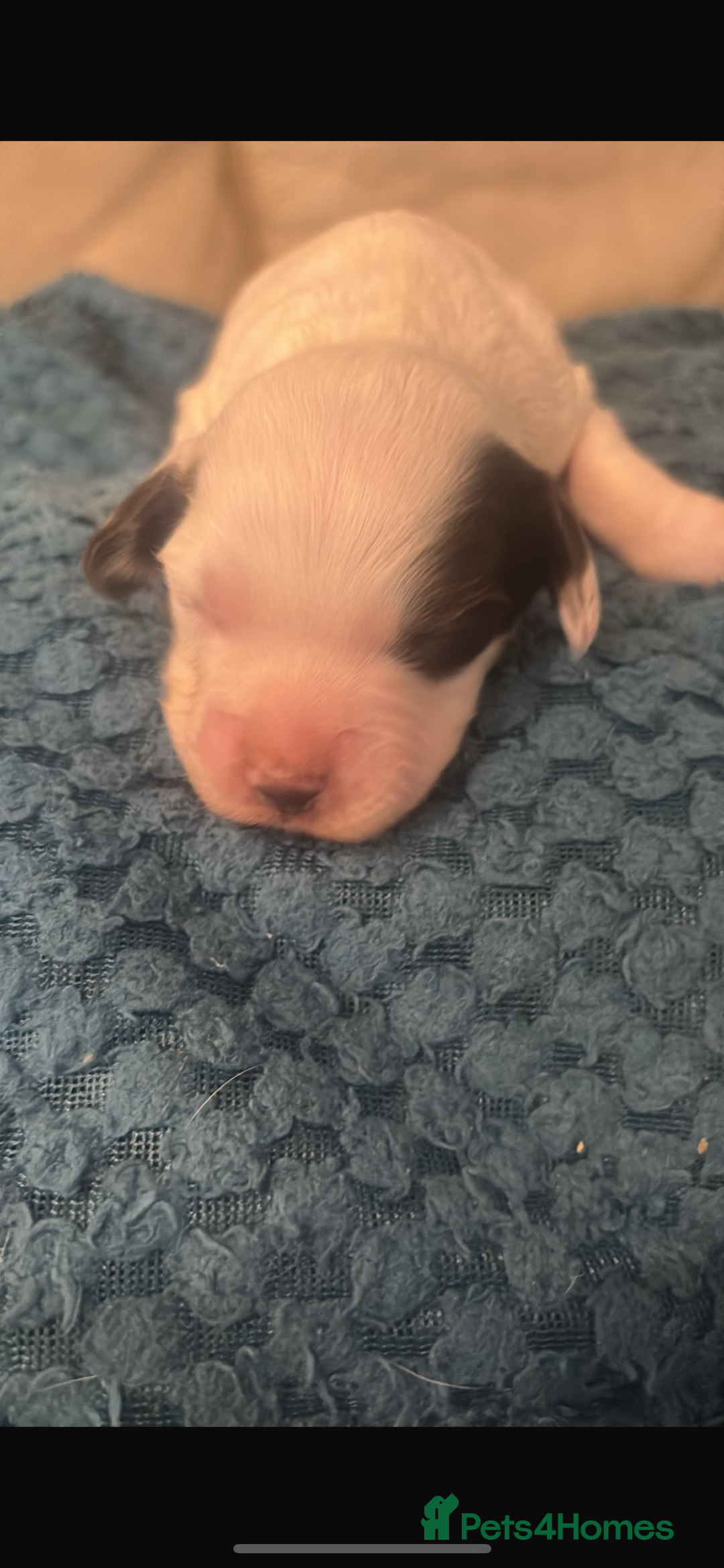 Sprocker dogs for sale: Sprocker spaniel pure bred puppies - Image 9