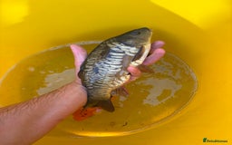 Koi Carp fish for sale: Pond fish carp/koi - Image 2