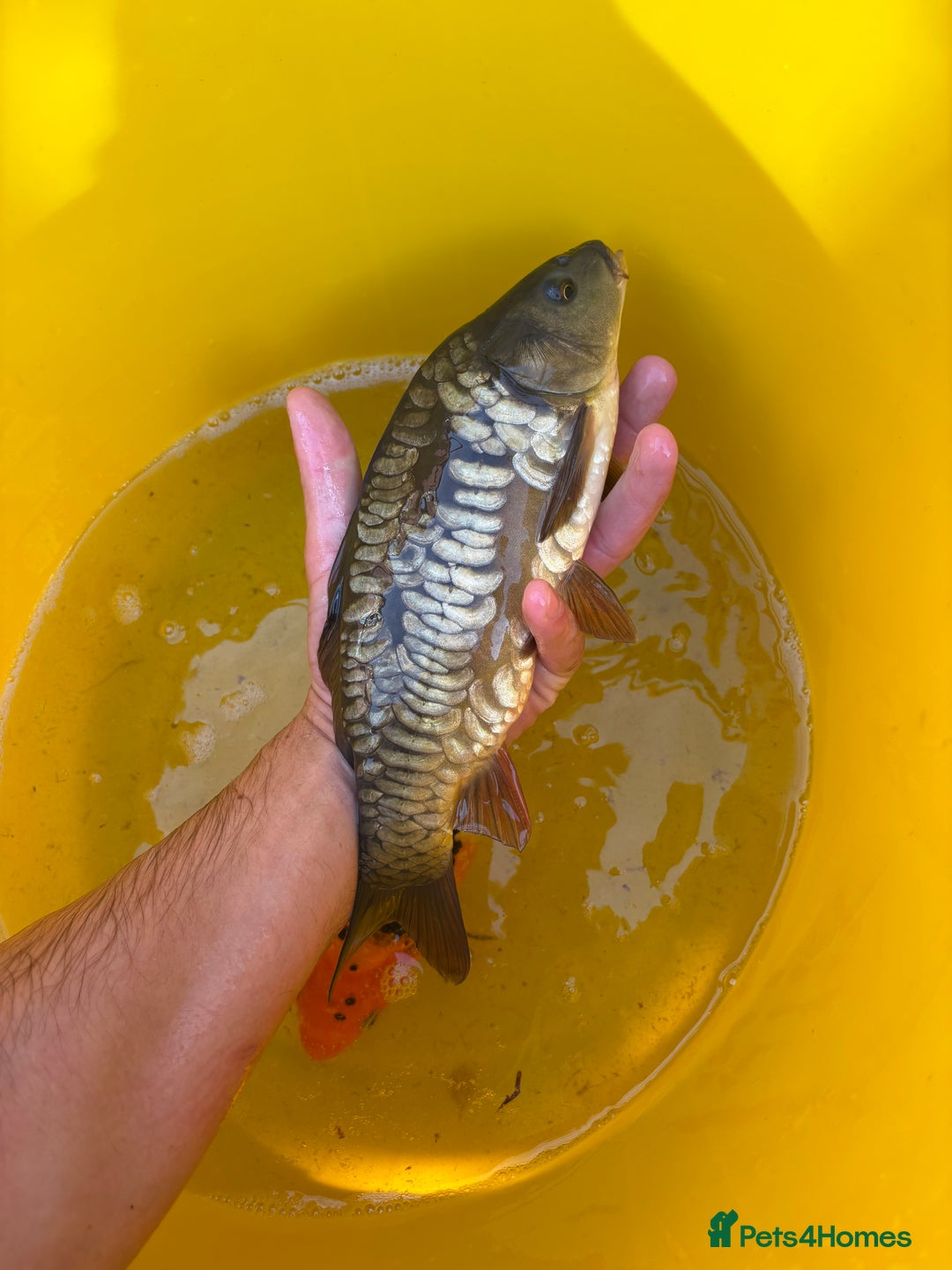 Koi Carp fish for sale: Pond fish carp/koi - Image 2