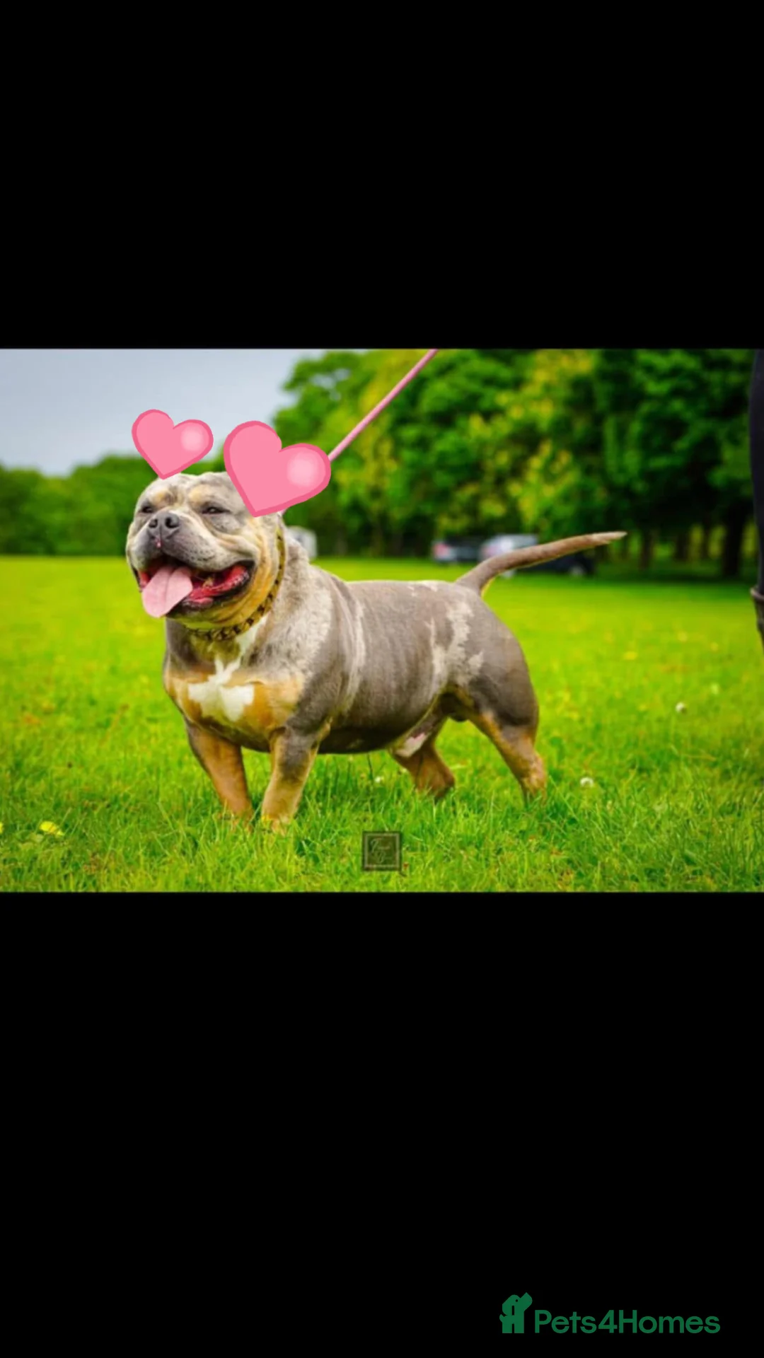 American Bully dogs for sale: ABKC reg bullies for sale  - Advert 2