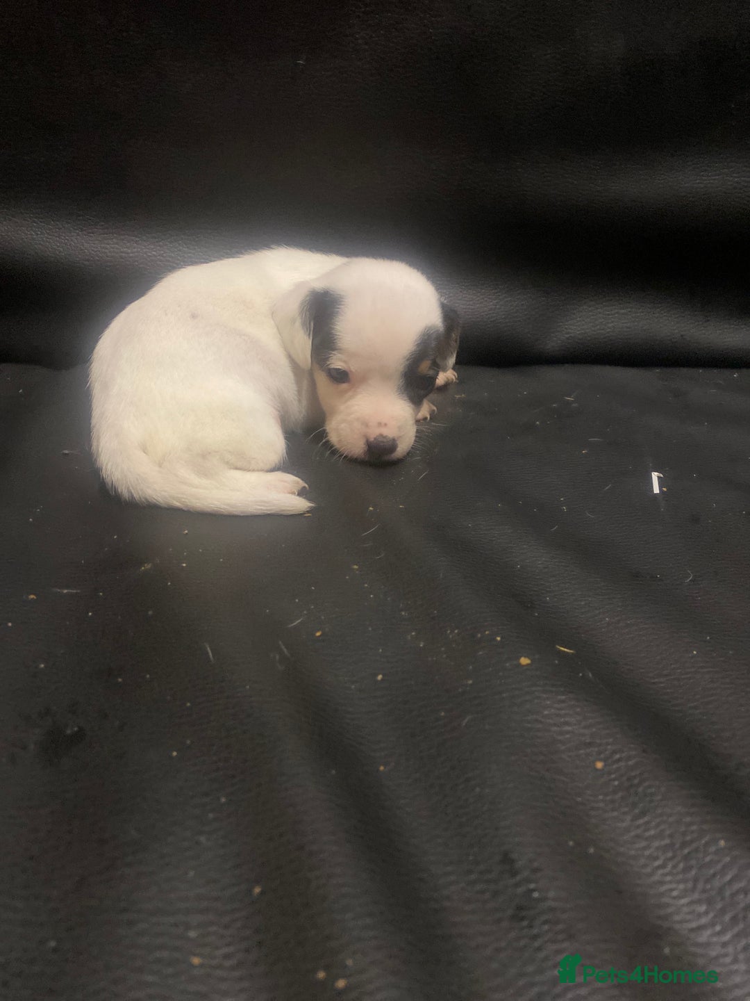 Jack Russell dogs for sale: 6 Jack Russell puppy’s  - Advert 10