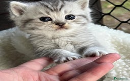 British Shorthair cats for sale: Beautiful silver spotted british shorthair kittens - Image 2