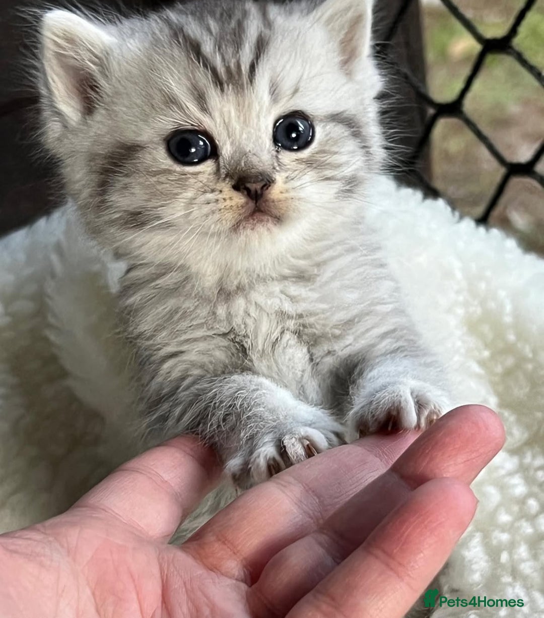 British Shorthair cats for sale: Beautiful silver spotted british shorthair kittens - Image 2