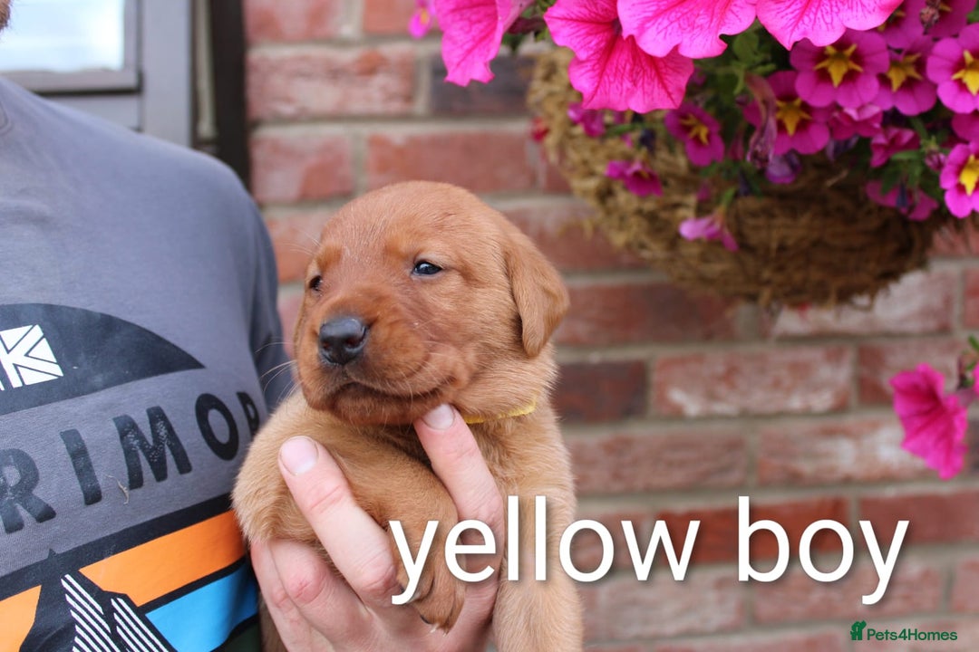 Labrador Retriever dogs for sale: KC REG FOX RED LABRADOR PUPPIES - Image 5