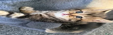 Scottish Fold 3