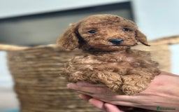 Miniature Poodle dogs for sale: 🐾 Beautiful KC 🦊 Red Miniature Poodle Puppies 🐾 - Image 17