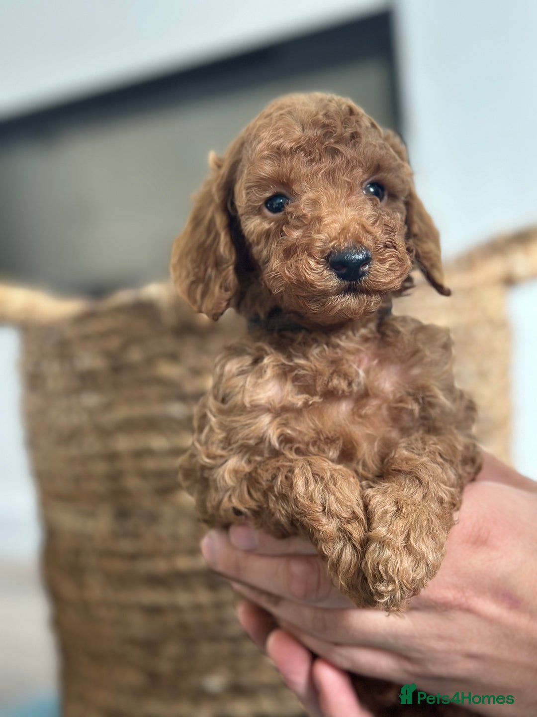 Miniature Poodle dogs for sale: 🐾 Beautiful KC 🦊 Red Miniature Poodle Puppies 🐾 - Image 17